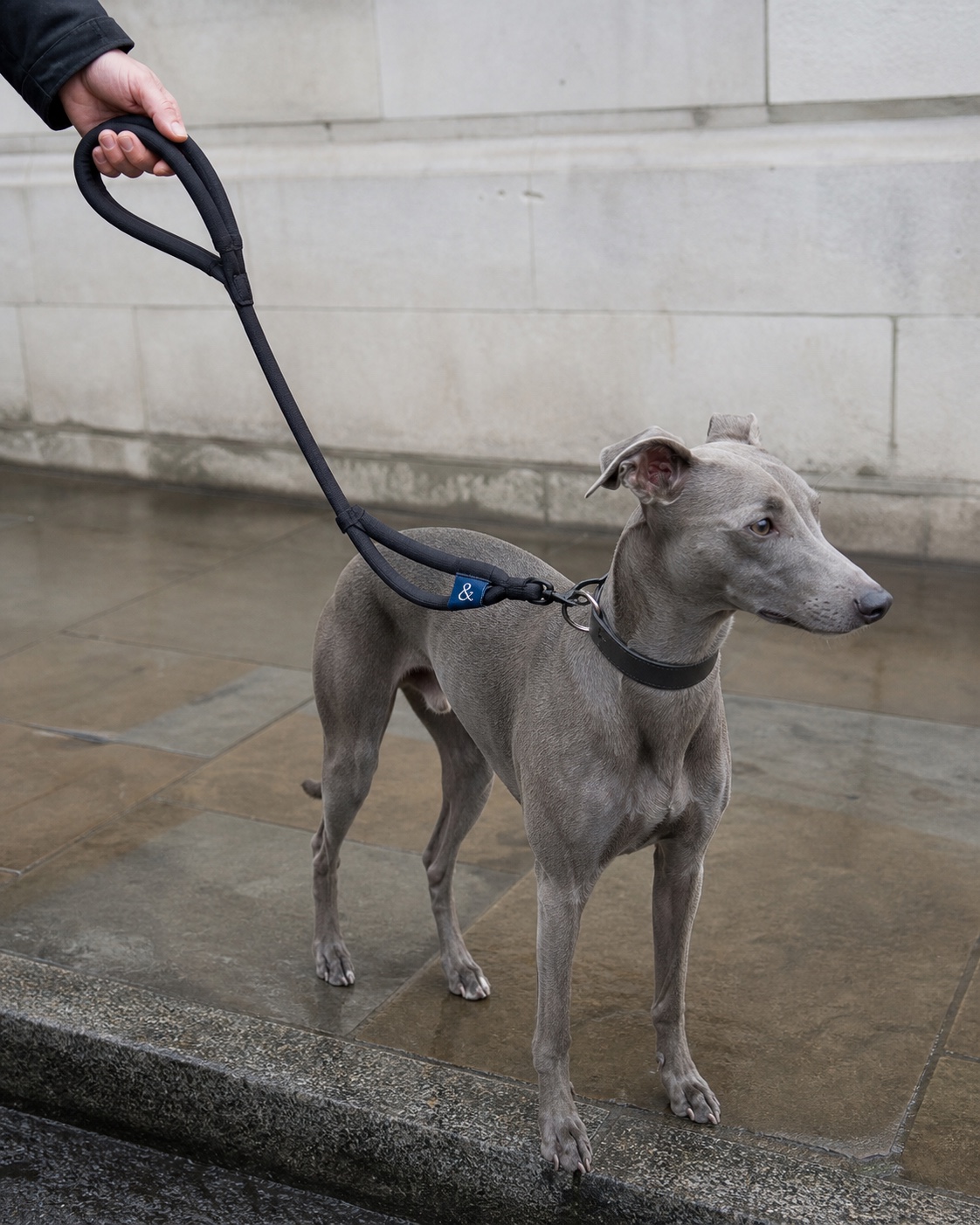 Silver-grey dog walking on the ink City Lead with cobalt woven label