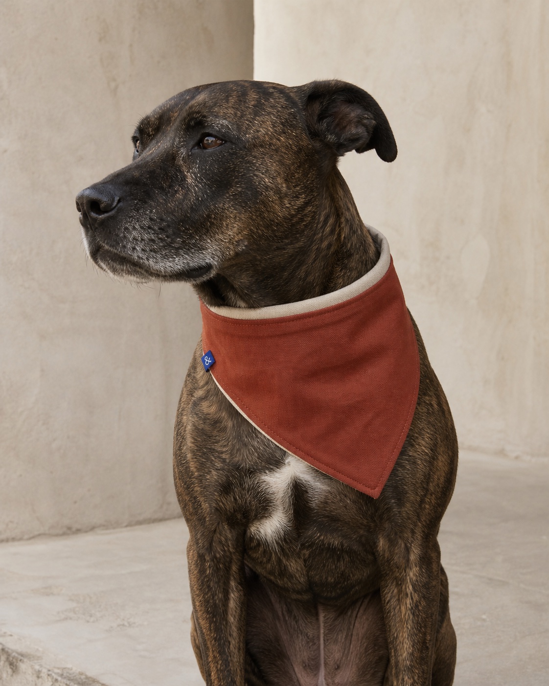 Brindle dog wearing the oat and rust Reversible Bandana with cobalt woven label