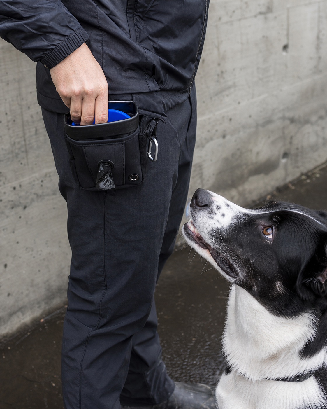Black Walk Pocket in use with a black and white dog